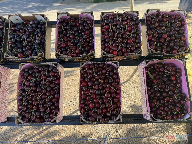 33_Cerises 33_Cerises