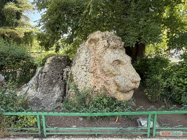 5_Le Lion d'Ifrane 5_Le Lion d'Ifrane
