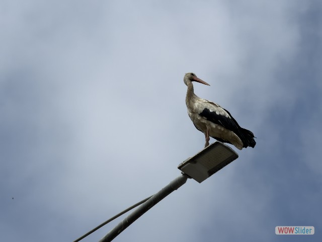 27_Kénitra, cigogne